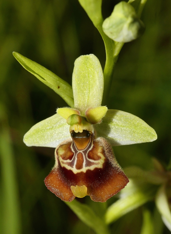 Ophrys lacaitae tra introgressioni e forme ibride � Molise 2023.